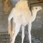 بكار للبيع