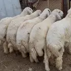 طليان ذبايح حري سواكن مع الذبح والتوصيل