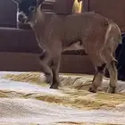 ماعز القزم