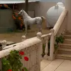 حصان مصري بيور للبيع