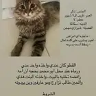 قط للتبني
