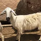 جذعه دافع حاشد