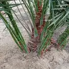 فروخ فسائل
