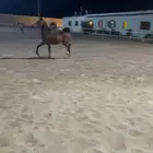 مهر شيخ ولد الفحل رويال انفكتوس