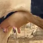 2 بقر هولندي اول بطن لها بالقنفذه
