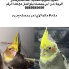 كروان مفقود بالحرة الشرقية