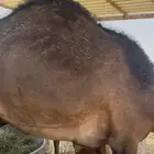 قعدان للبيع مفاريد