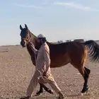 فرس واهو مكس جمال فاخره