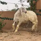 مشروع فحل الاب اصفر الام عيسيه