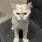 قطة انثى للتبني