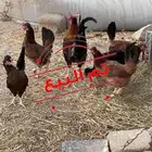 دجاج افرق عربي