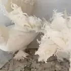 حمام رقص