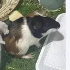 جوز وبر فرنسي - Guinea Pigs