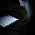 قط شيرازي تبني