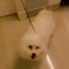 كلاب للبيع