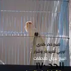 كناري اوربي تغريد نار وشرار