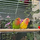 زوج روز مايعرف العض بيعه سريعه (( تم البيع ))