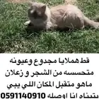 قطط للتبني