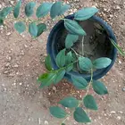 شجره سدر علب لها فوائد وضل