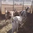جفار مقاني مضاريع