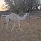 حاشي للبيع