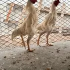 ديوك كوشامو انتاج خوارج