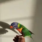 لوري