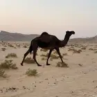 للبيع ناقه مجهم عشرا كفو