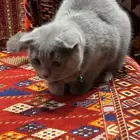 قط اسكتلندي