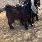 ثنية وجذعه عوارض كفو صنف