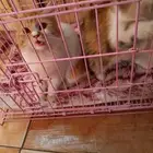 قطط للتبني