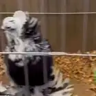 طلب زوج حمام هنقاري