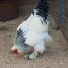 دجاج براهما