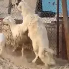 فحل حري للبيع