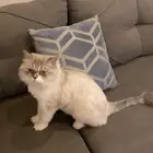 قطه جميله وحنونه جدا