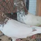 حمام باكستاني لاكا.