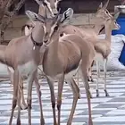 غغغزلان عفري