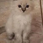 قطه صغيره