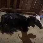 للبيع عنز مشروكه