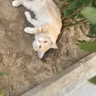 قط ل التبني خميس مشيط شيرازي