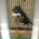 كناري تغريد