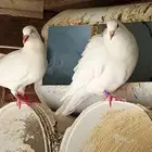 حمام مشكل للبيع