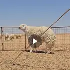 مشروع ولد العاصوف ولد هومان