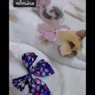 3 قطط إناث لتبنى