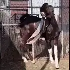 مشروع فحل حجازي فاخر وعينك ميزانك (شق ثلاثه)