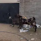 تيس فحل امه شاميه وبوه هولندي صنف