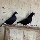 طبه قطيفي درع