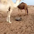 لقحة كفو على علياني كفو