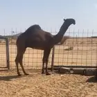 قعود كفو ضغط عالي