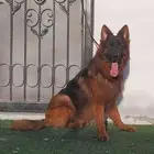 ذكرين جيرمن شيبرد لونق هير